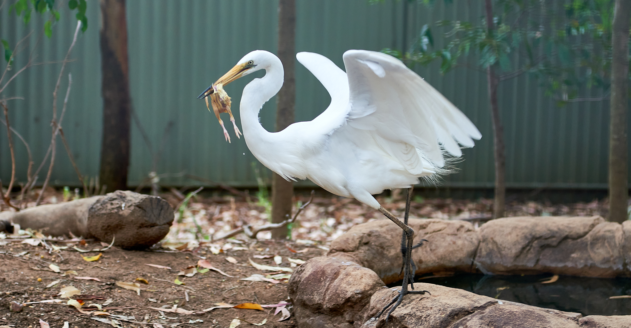 20180123 094 호주 페더데일 와일드 라이프 공원